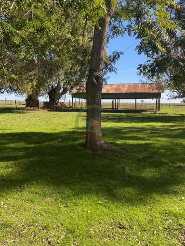 907 Ha Ganadero - Espigas - Olavarria