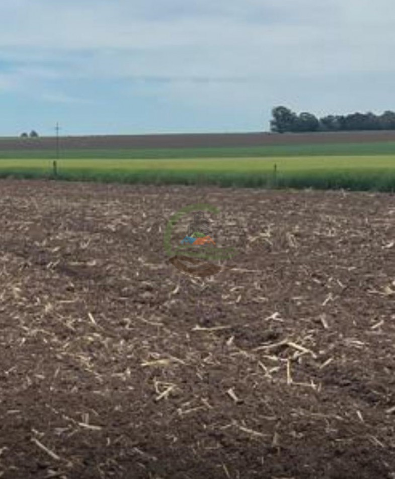 520 Ha Agricolas - Obispo Trejo - Cordoba