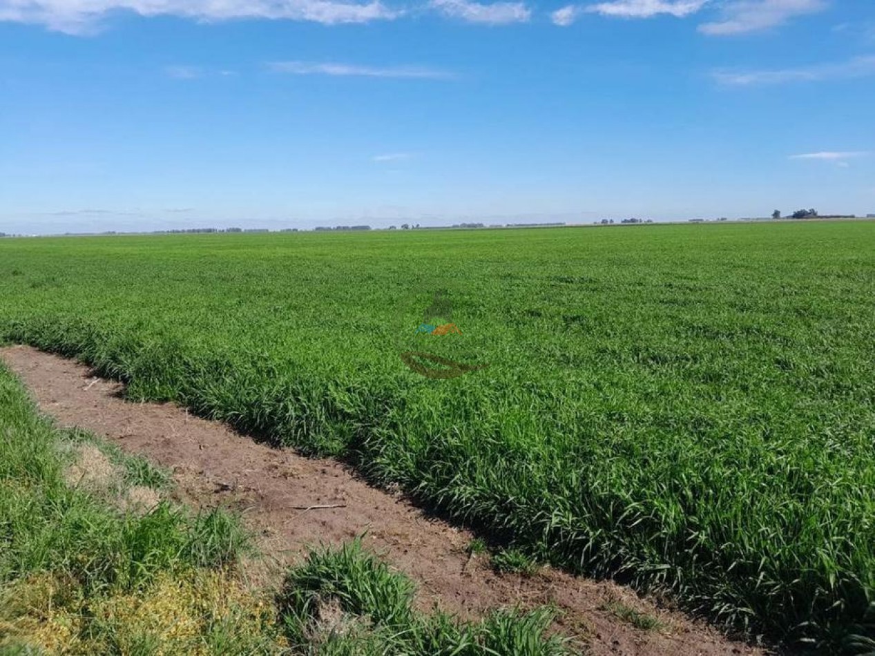 338 Ha Mixto - San Cayetano 