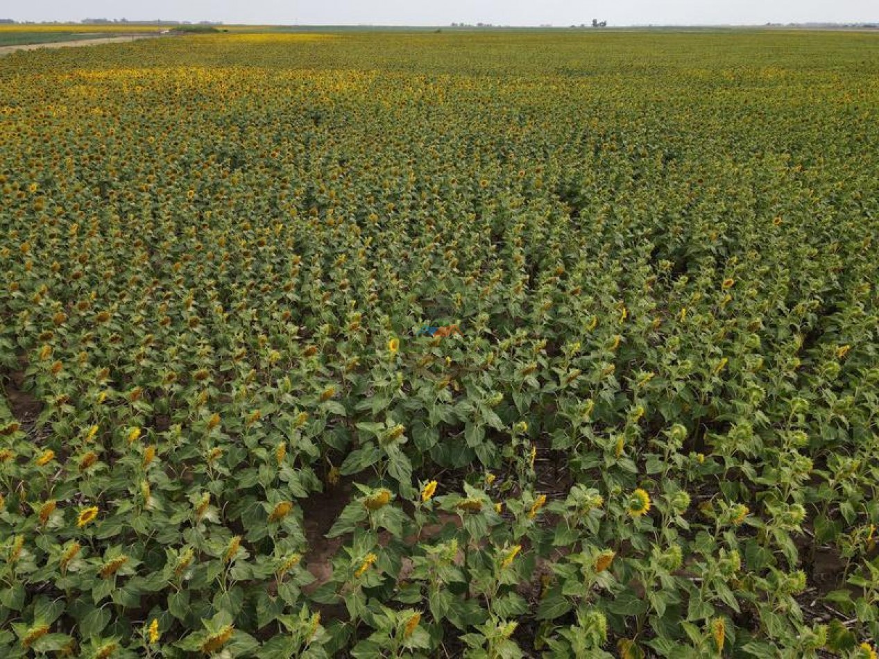 1020 Ha Mixto - Realico - La Pampa