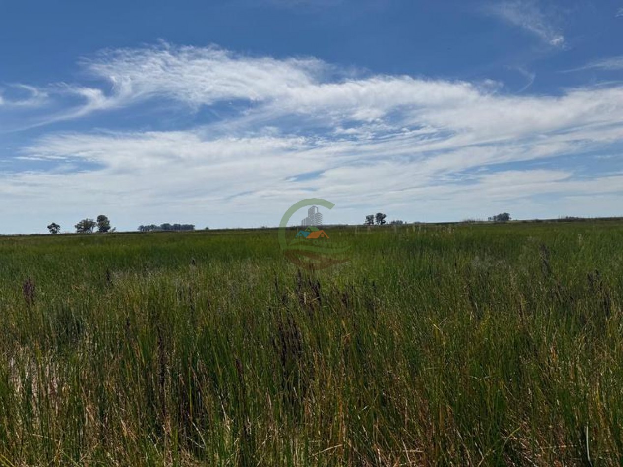 186 HA Mixtas - Hortensia - Carlos Casares