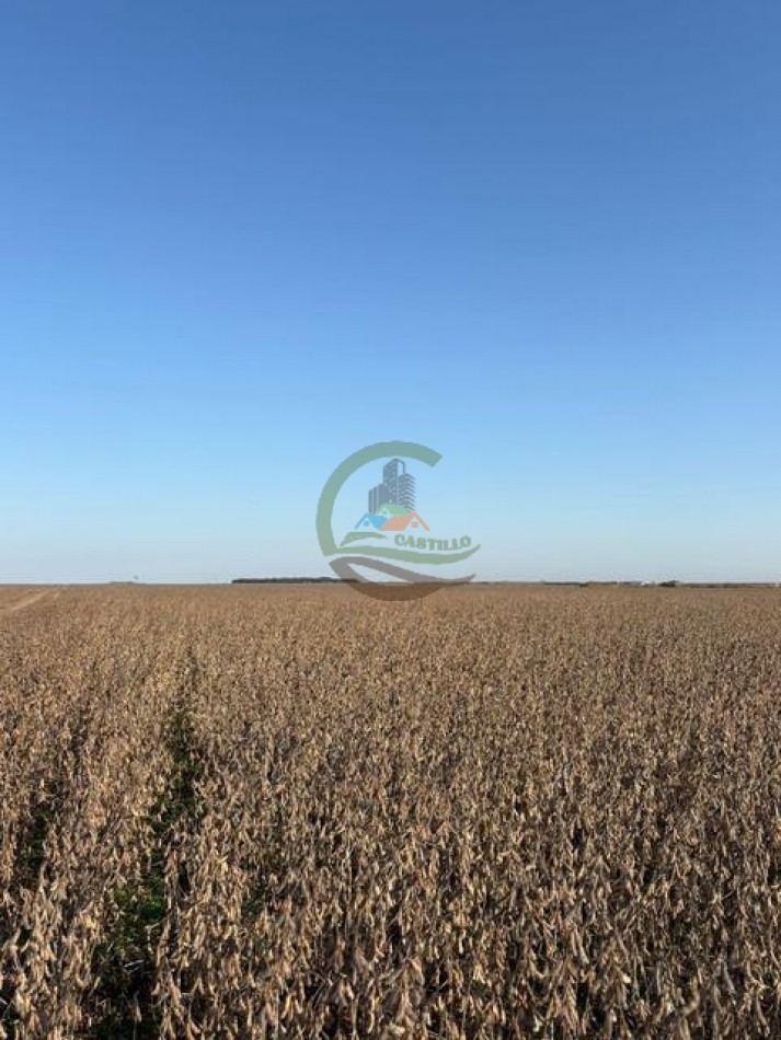 580 Ha Mixto - Pincen