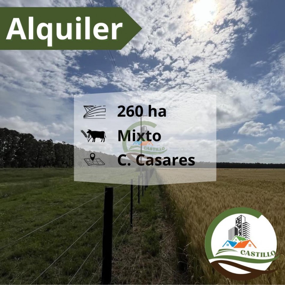 260 Ha Mixto - Santo Tomas - Carlos Casares - Alquiler