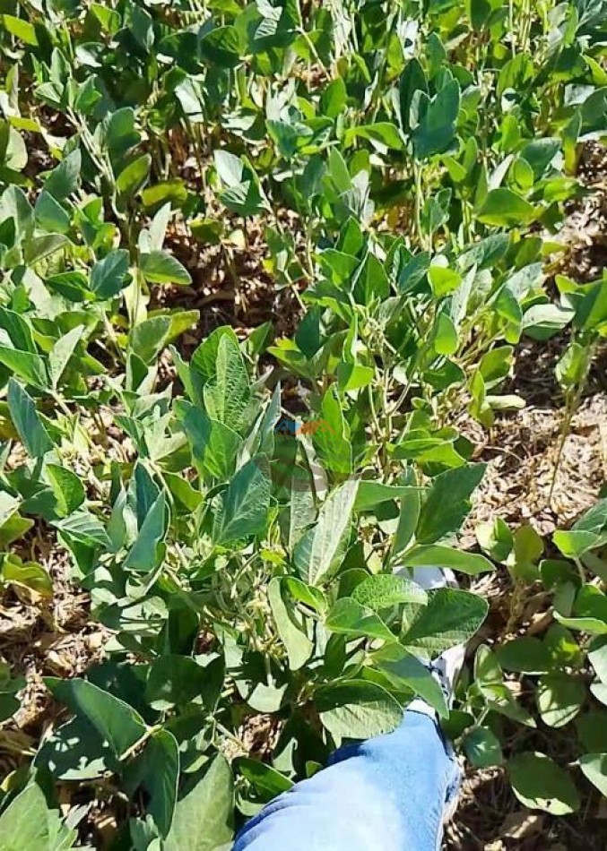 155 ha mixto - Villa Angelica - Pergamino