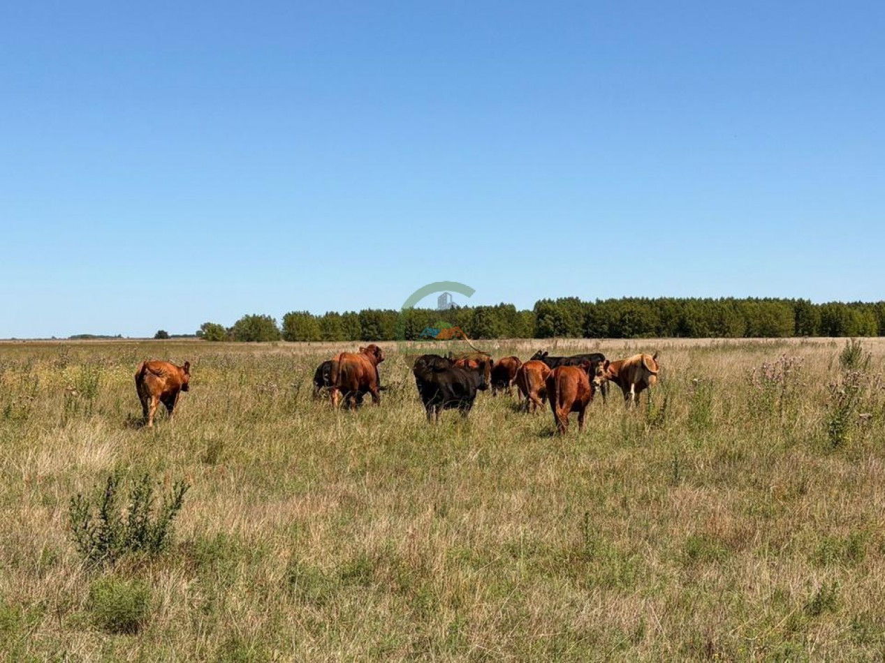 469 Ha Mixto - Chascomus