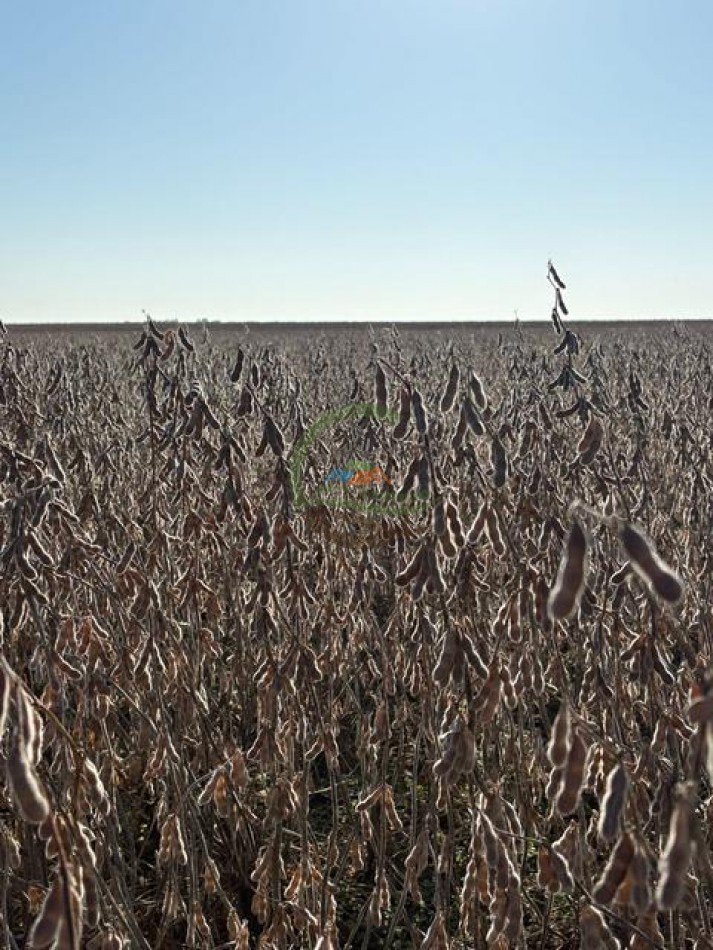 580 Ha Mixto - Pincen