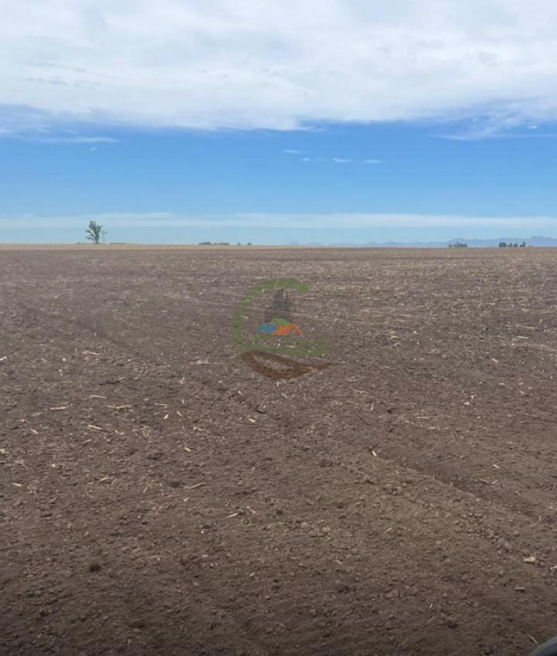 520 Ha Agricolas - Obispo Trejo - Cordoba