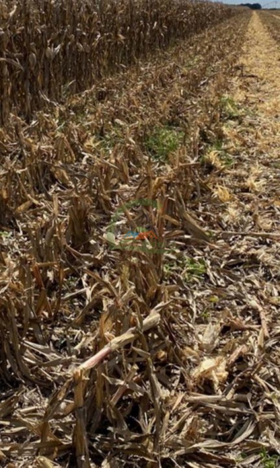 1537 Ha Agricolas - San Fabian - Santa Fe