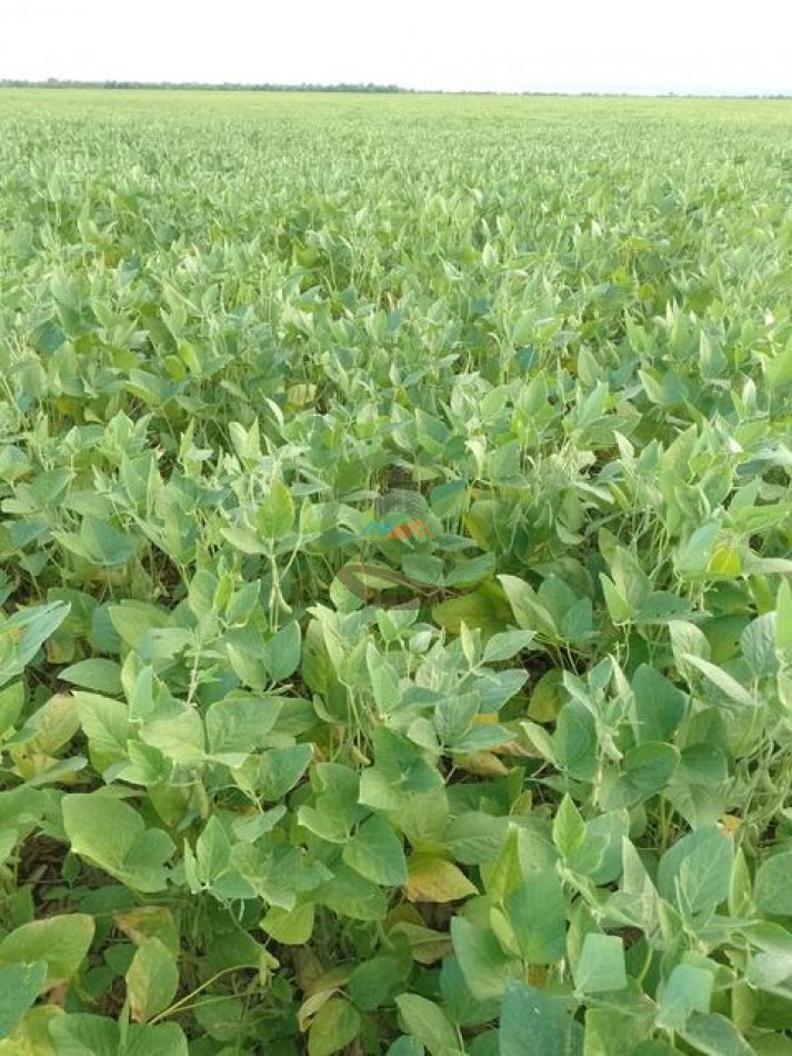 487 Ha Agricolas - Monte Quemado - Santiago del Estero