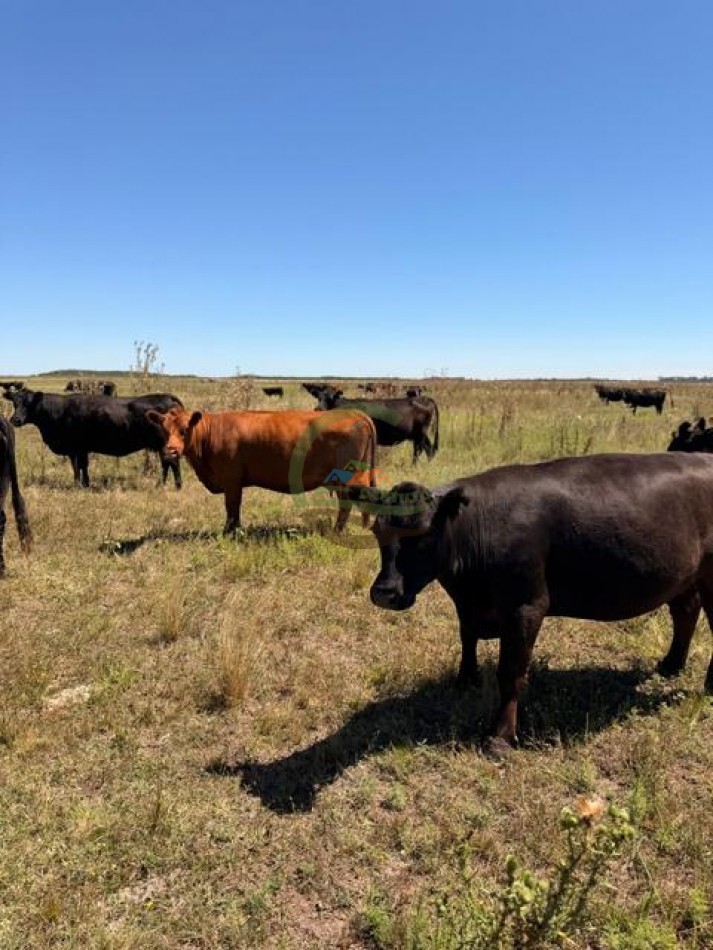 469 Ha Mixto - Chascomus