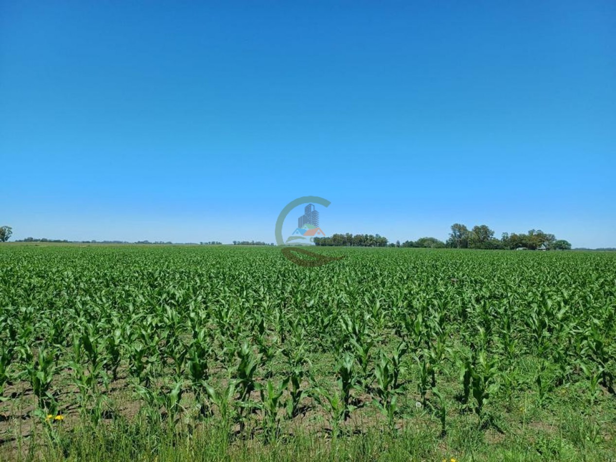 170 Ha Agricolas - Saladillo - Reynoso