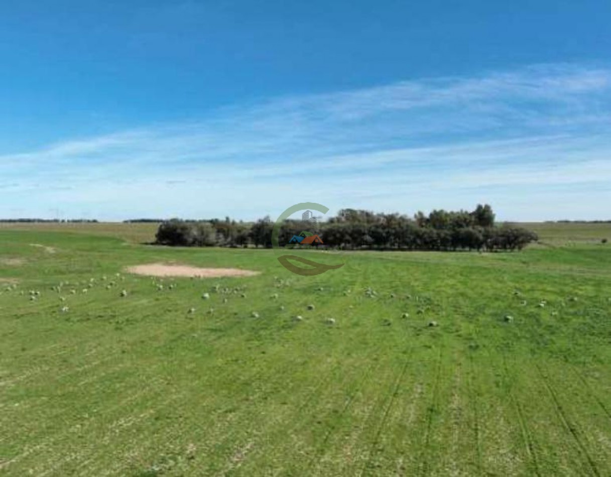 3780 Ha Mixto - Alpachiri - Guatrache - La Pampa