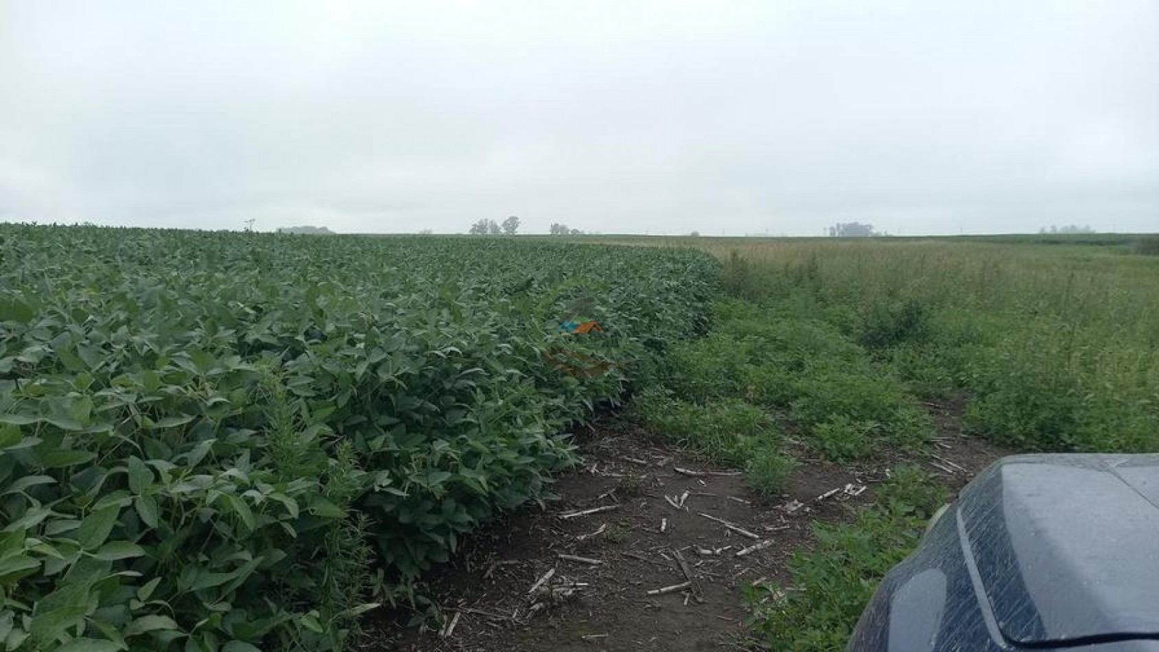 99 ha Mixto - 9 de Julio - Corbett