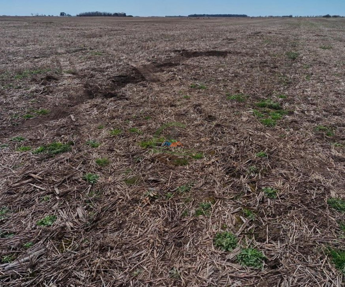 440 Ha Mixta - Crotto - Tapalque