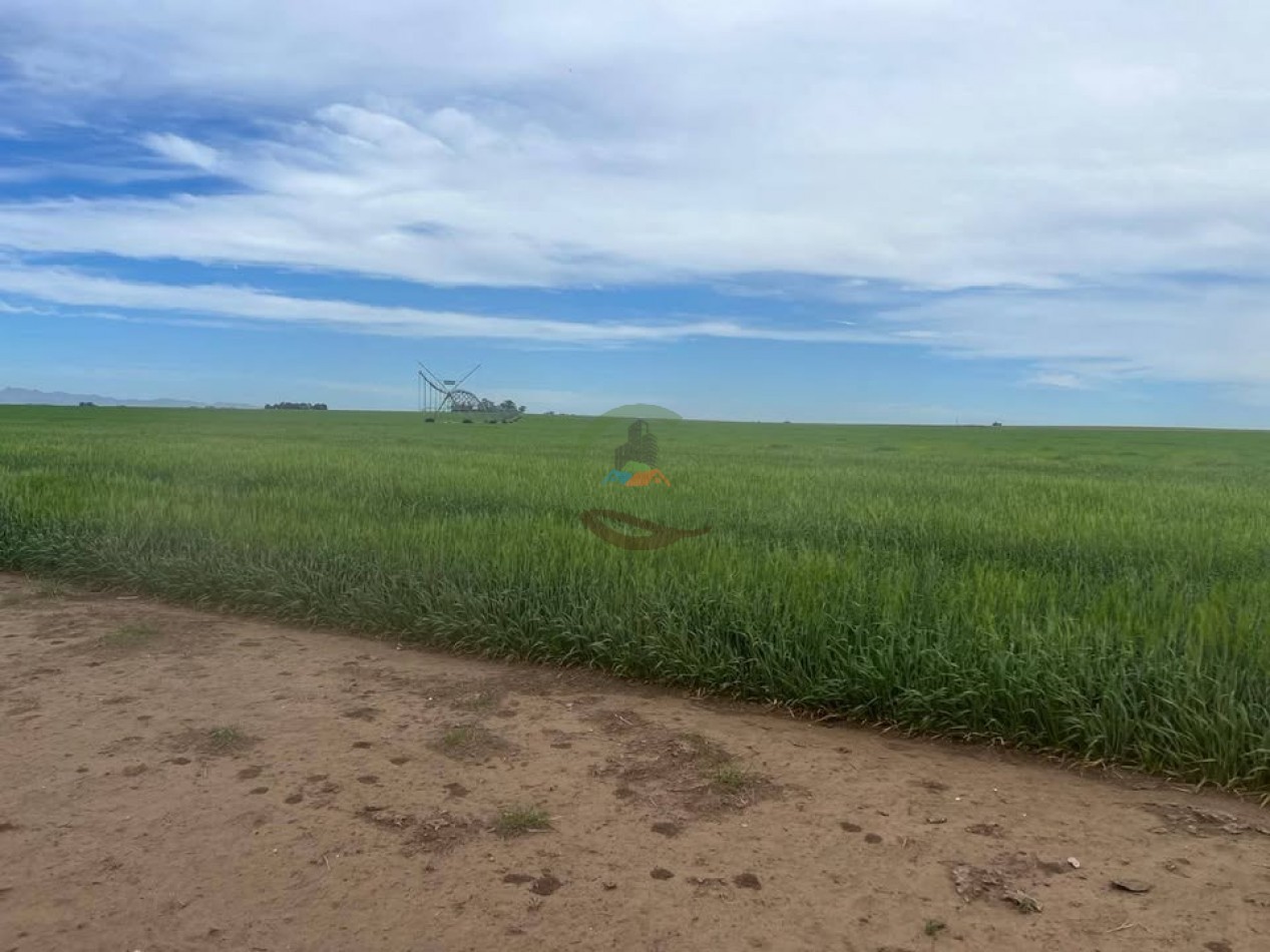 865 Ha Agricolas - Pasman - Coronel Suarez