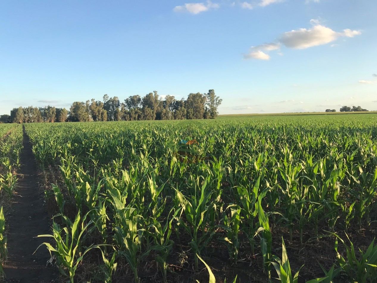 100 Ha Agricolas - Carhue - Alquiler