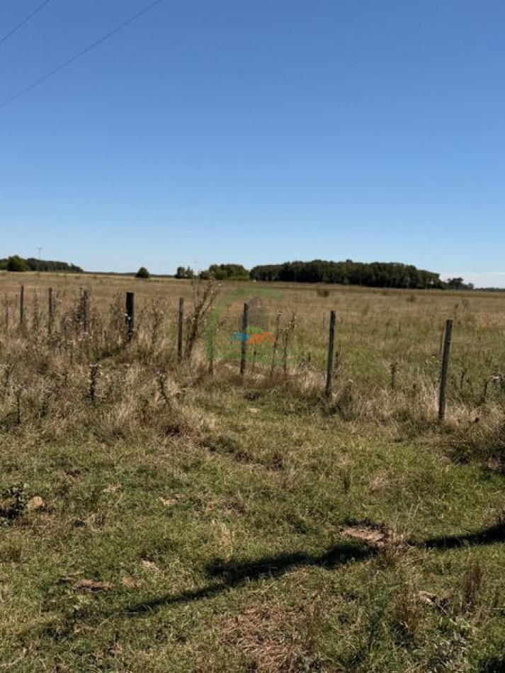 469 Ha Mixto - Chascomus