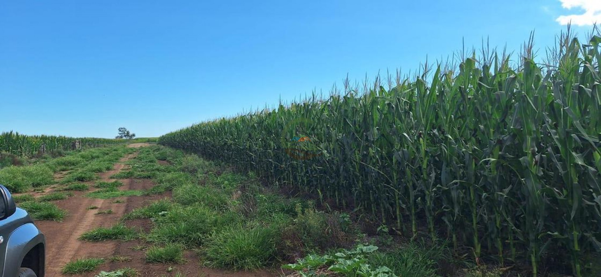 192 Ha Mixto - Daireaux