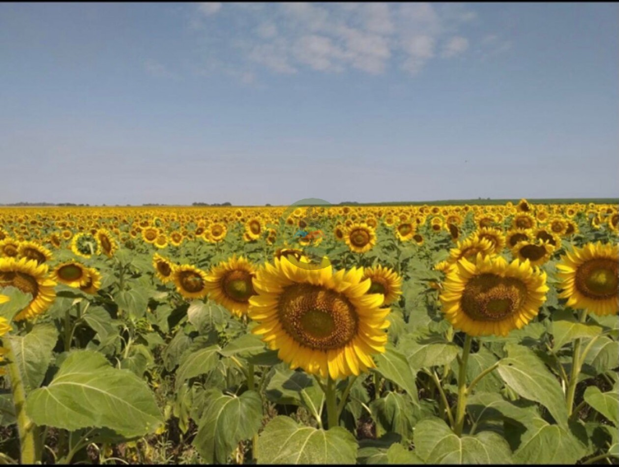 100 Ha Agricolas - Carhue - Alquiler