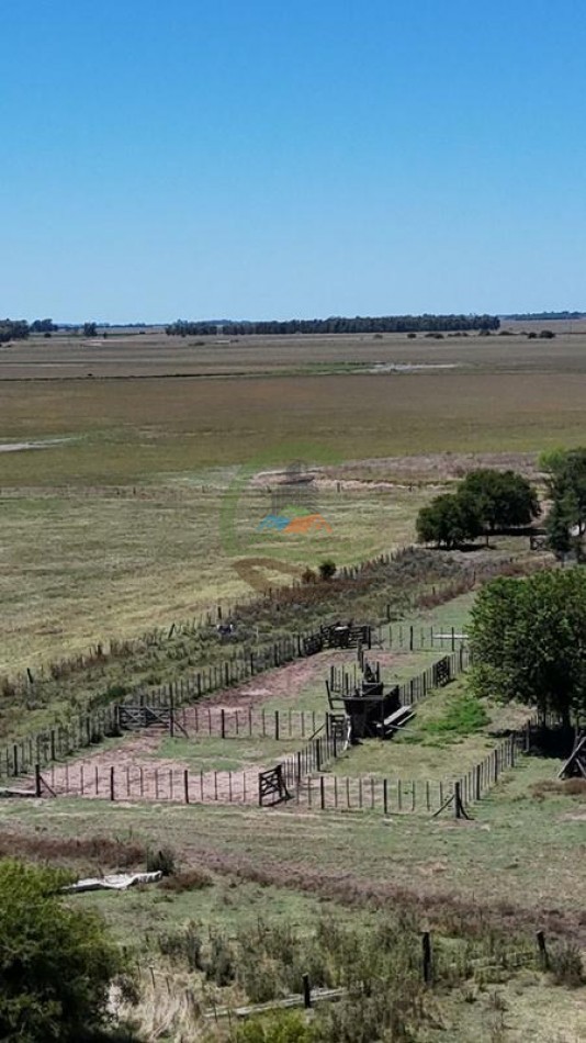 469 Ha Mixto - Chascomus