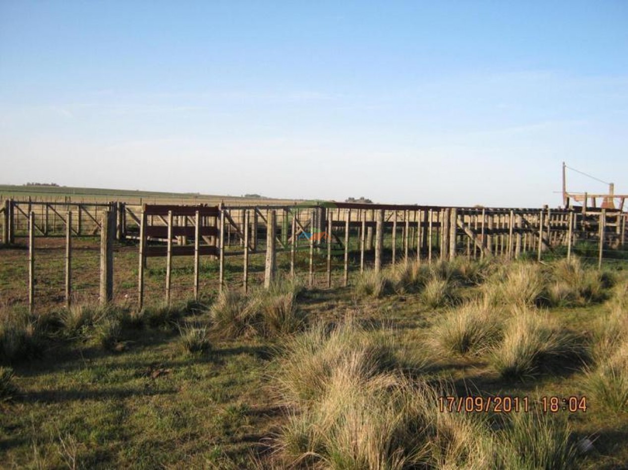 530 Ha Mixto - Coronel Suarez