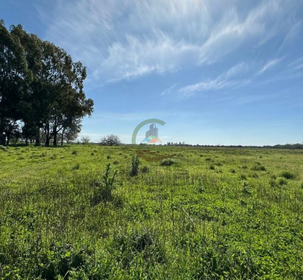 220 Ha Ganadero - Oliden - Brandsen