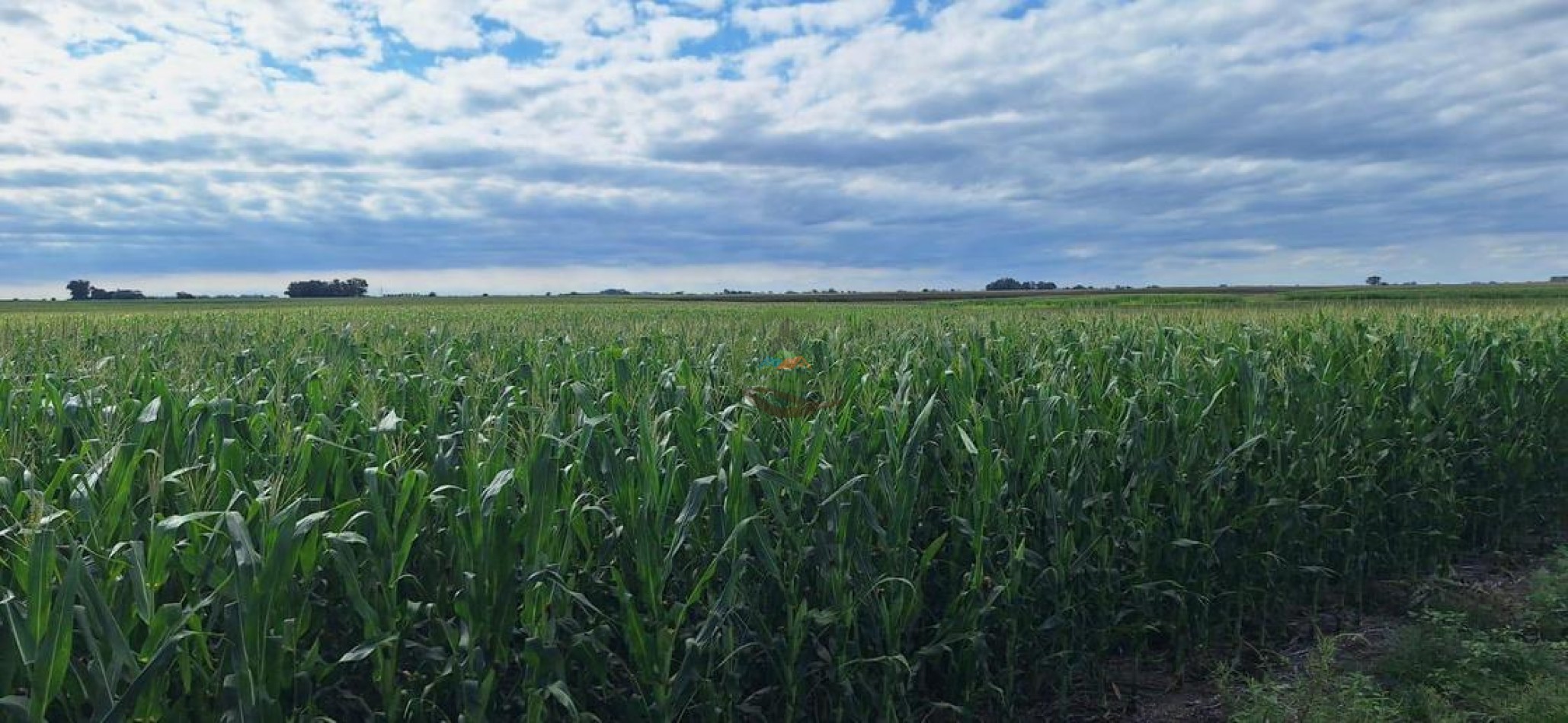 192 Ha Mixto - Daireaux