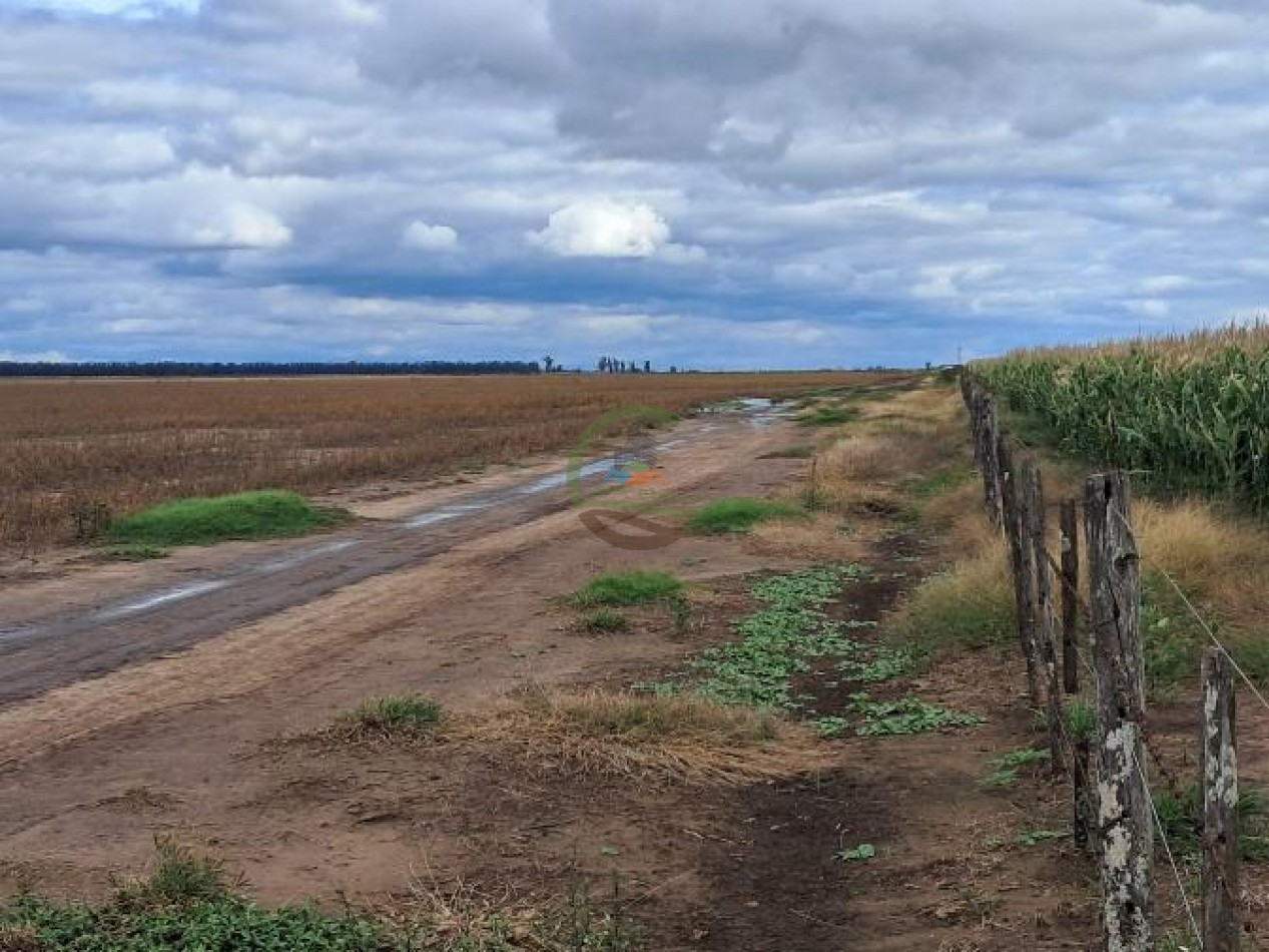 441 Ha Mixto - General Villegas