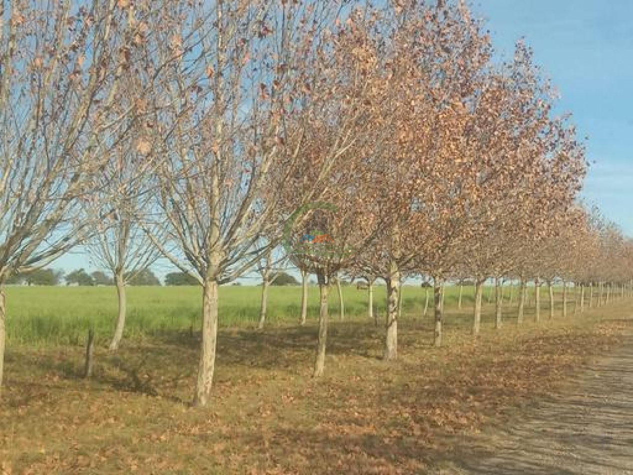 2340 Ha Mixto - La Paz - Entre Rios