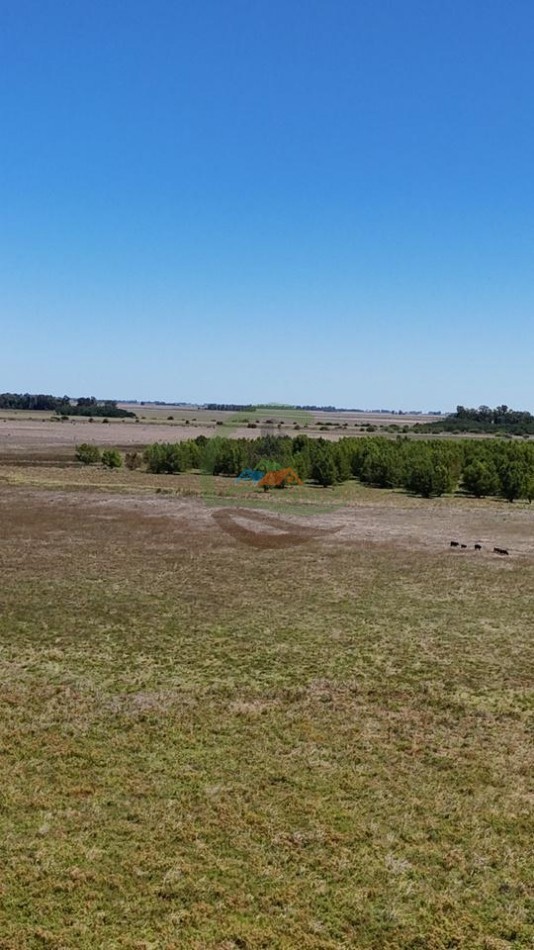 469 Ha Mixto - Chascomus
