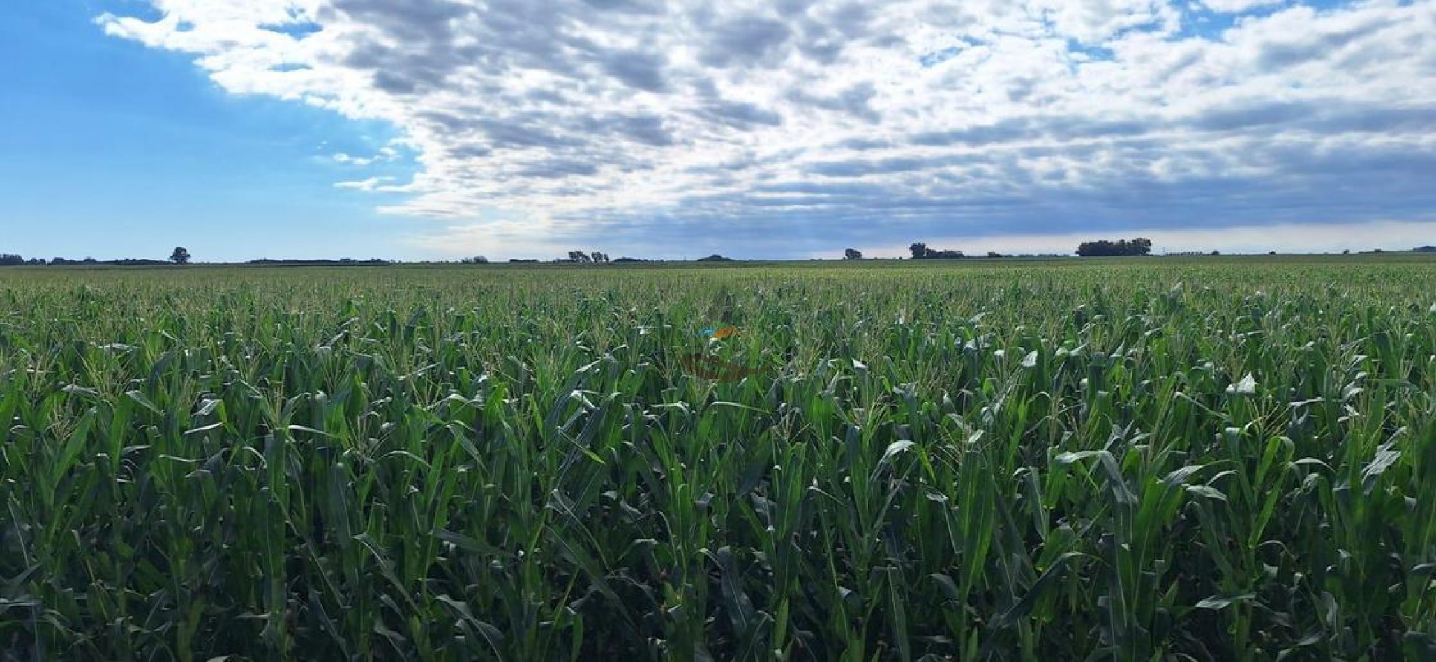 192 Ha Mixto - Daireaux