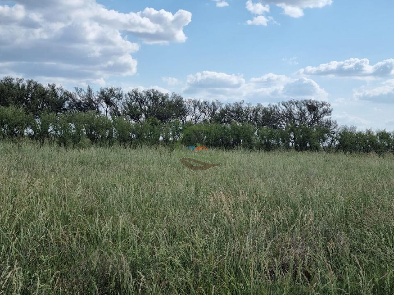 740 Ha - Mixto - Pehuajo