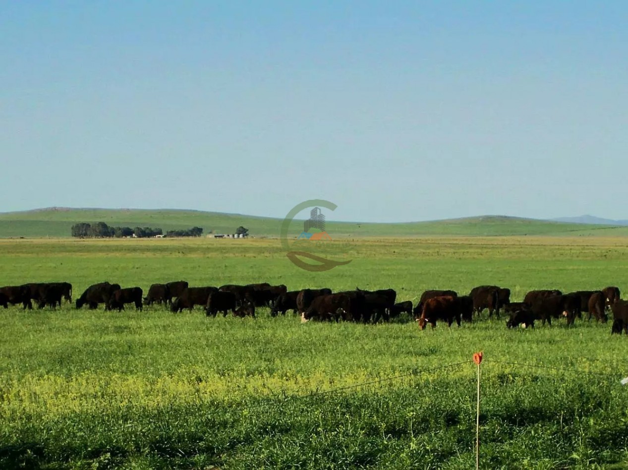 235 Ha Mixto - Tornquist