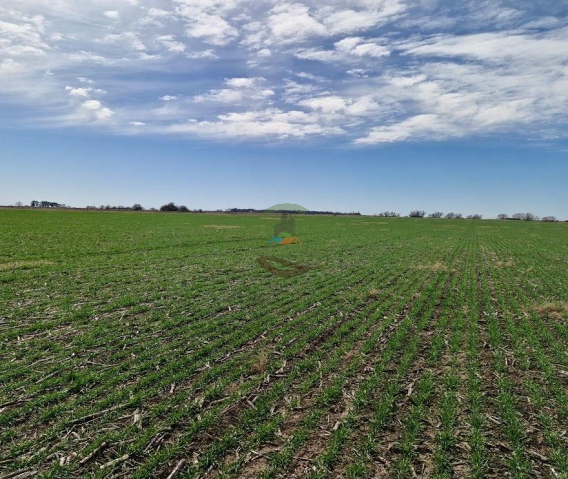 440 Ha Mixta - Crotto - Tapalque