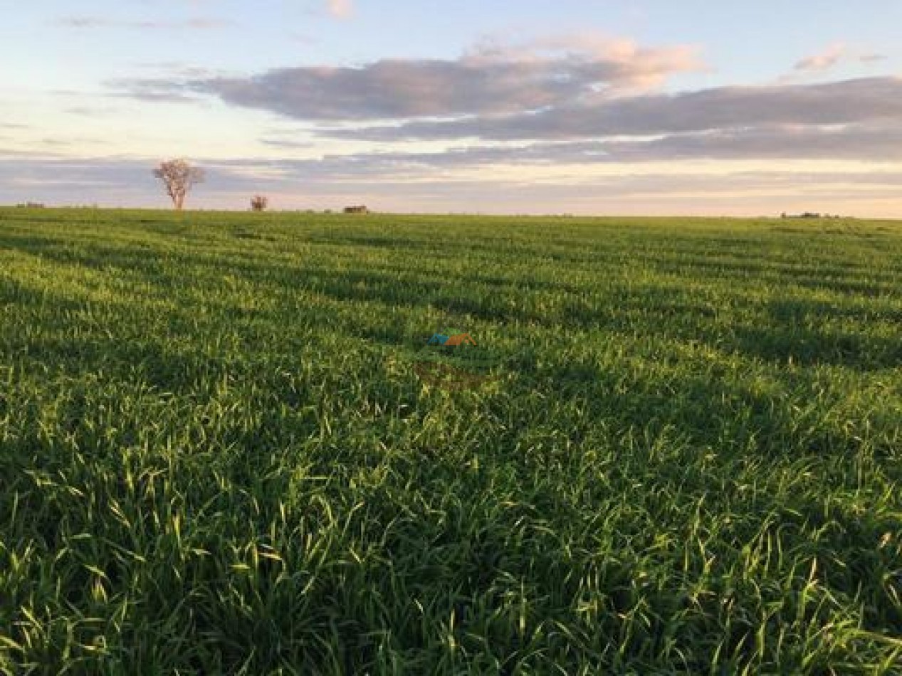 2340 Ha Mixto - La Paz - Entre Rios