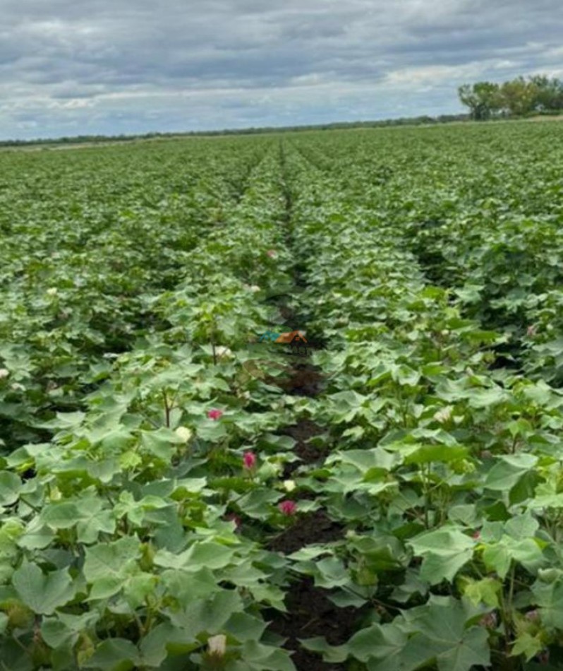 520 Ha Agricolas - Obispo Trejo - Cordoba