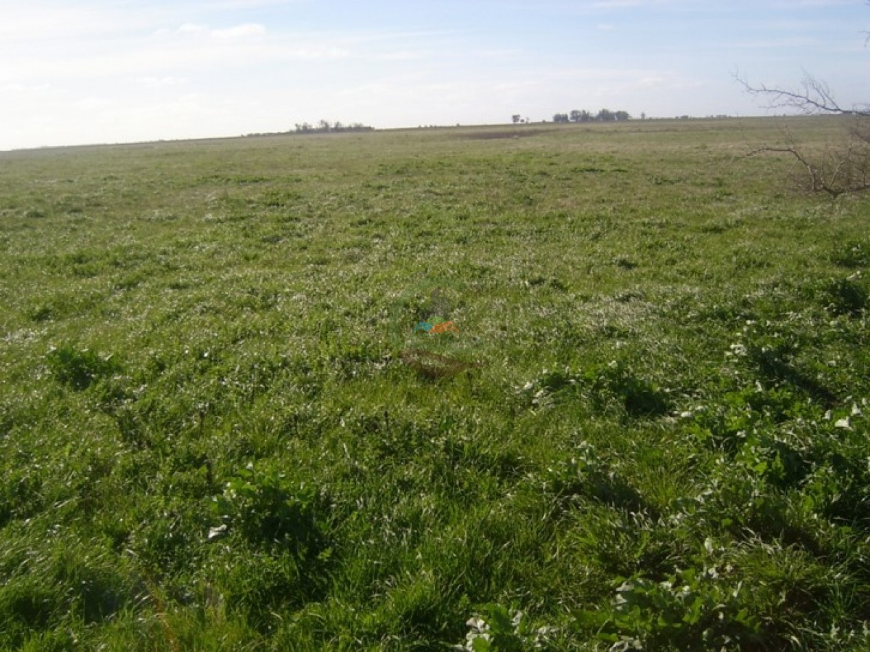 512 Ha Mixto - Gral. Lavalle