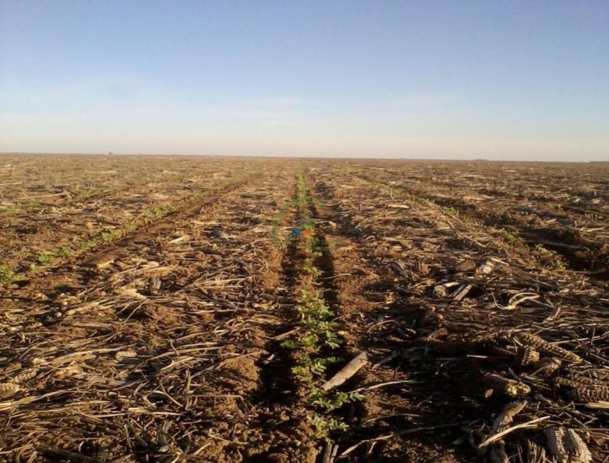 763 Ha Mixto - Villa Saboya - Gral Villegas