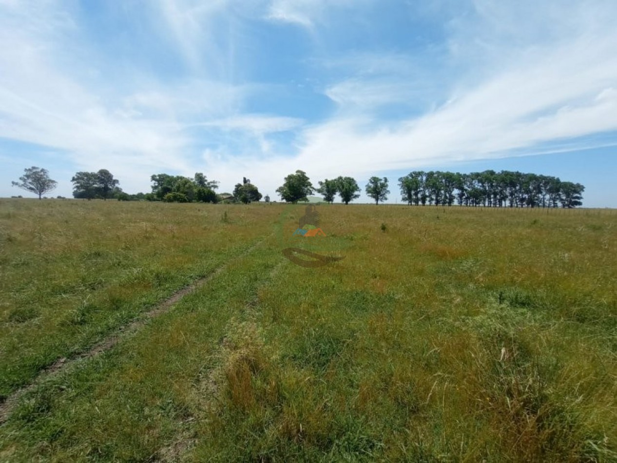 302 Ha Ganadero - Comandante Giribone - Chascomus
