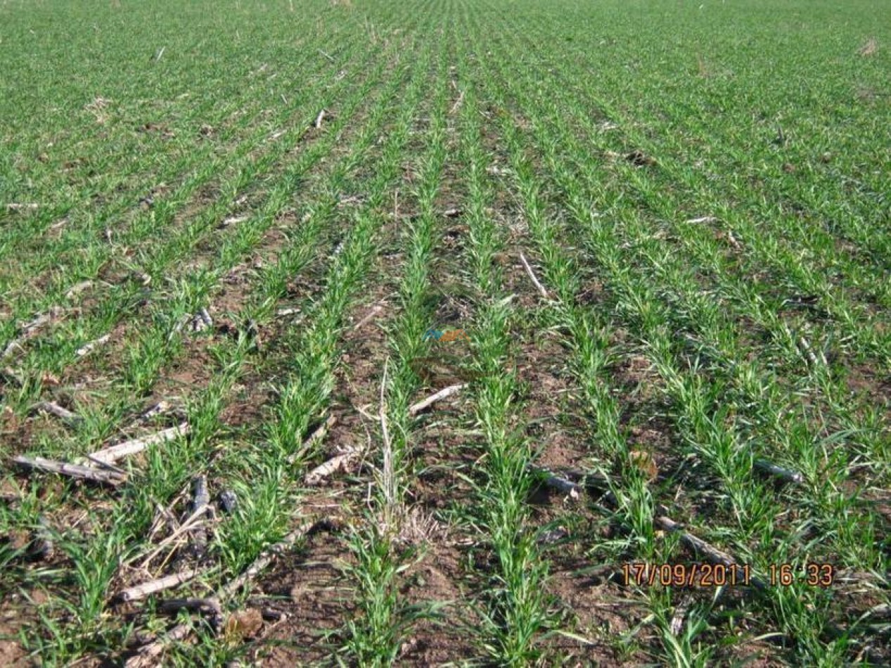 530 Ha Mixto - Coronel Suarez