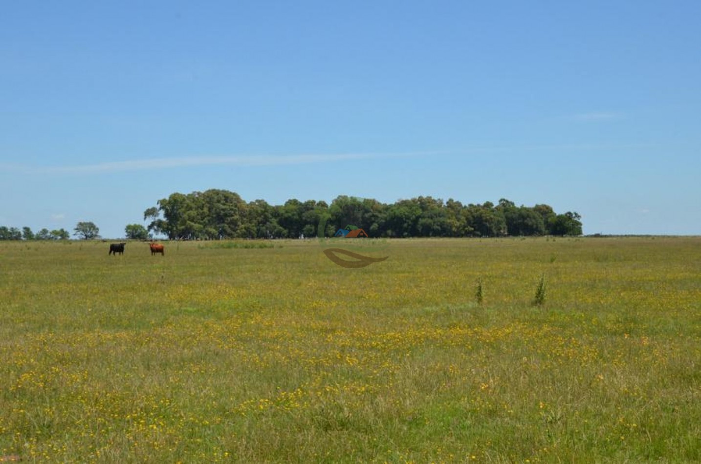 787 Ha Ganadero - Espigas - Olavarria