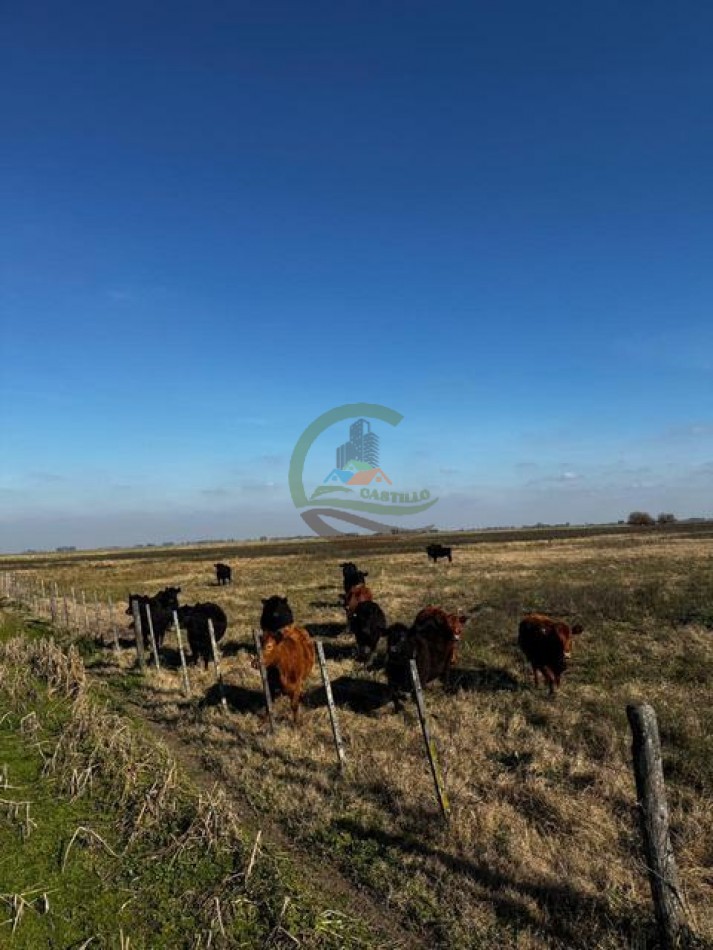 252 Ha Mixto - Mercedes