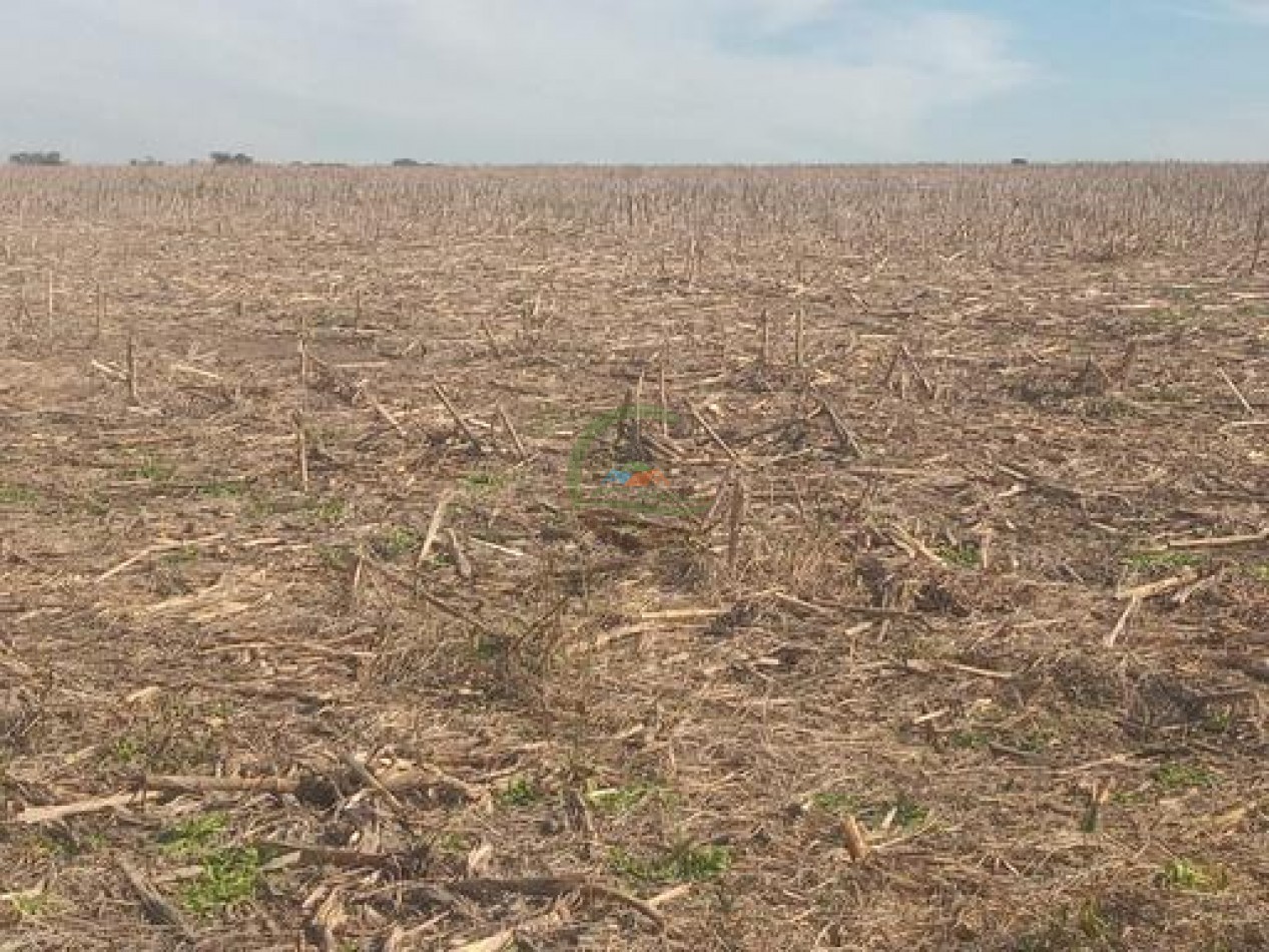 2340 Ha Mixto - La Paz - Entre Rios