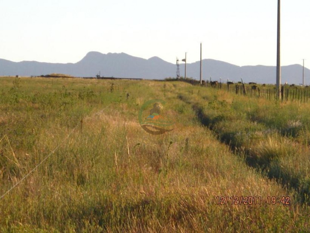 530 Ha Mixto - Coronel Suarez