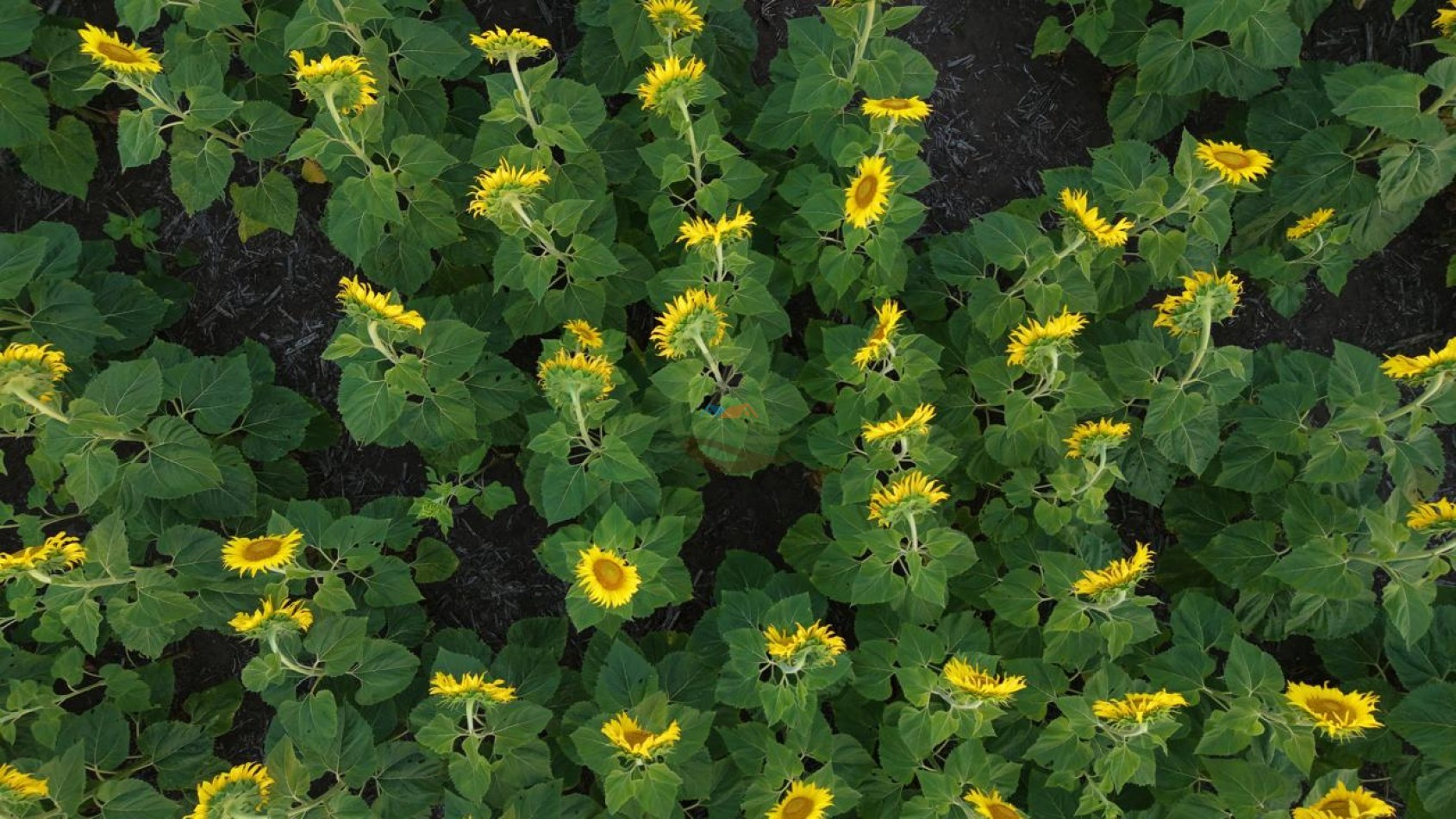 1698 ha Mixto - Paula - Bolivar