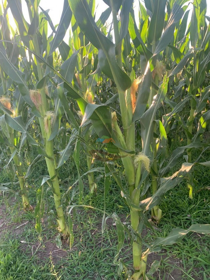 150 Ha Mixto - Urdampilleta - Bolivar