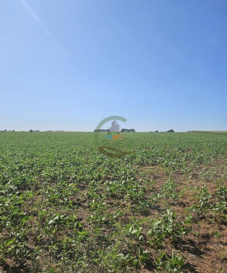 69 Ha Agricola - Daireaux