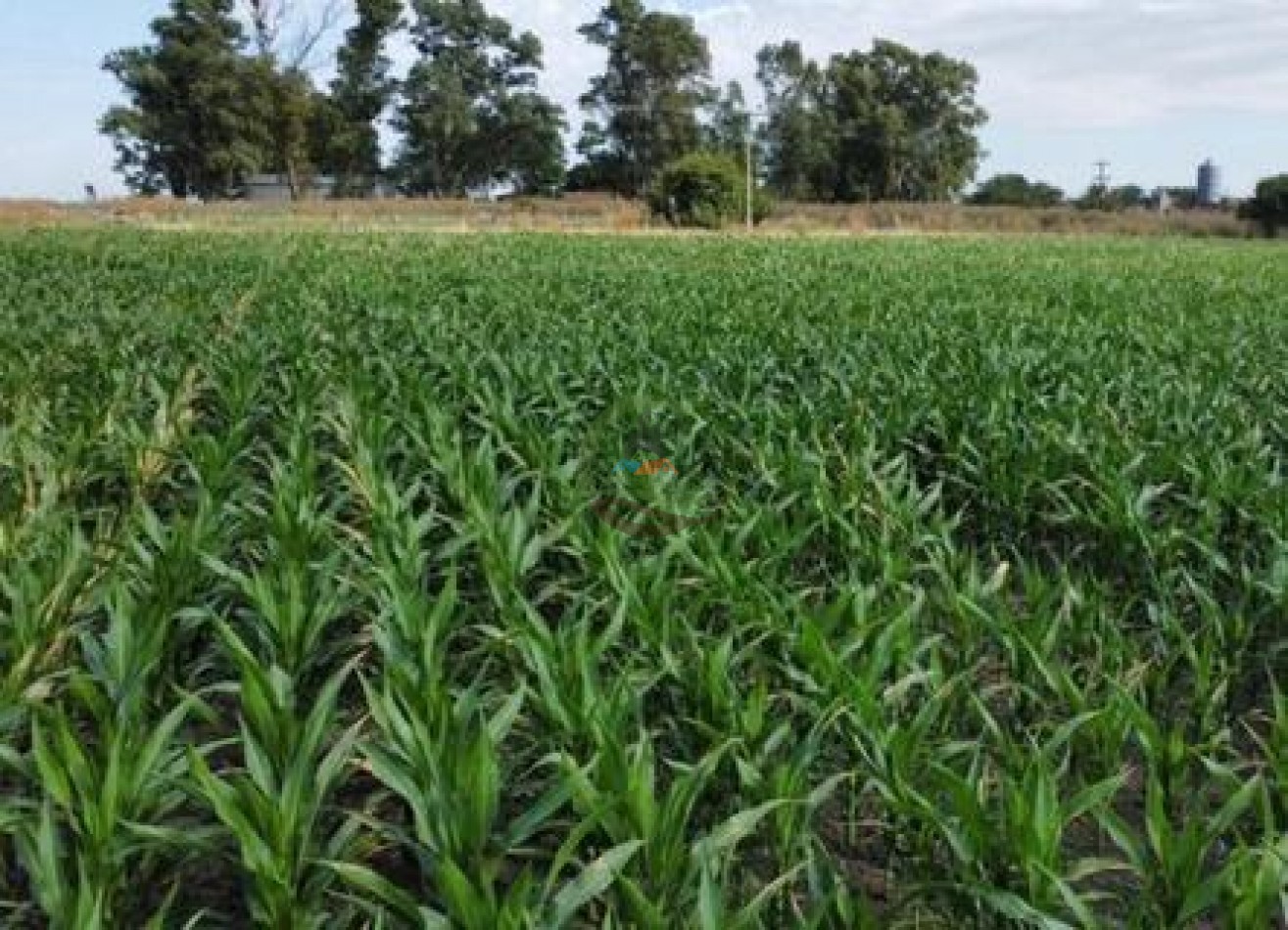 401 Ha Mixto - Lezama