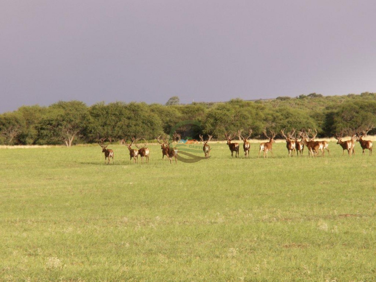 2500 Ha Ganadero - Coto de Caza - Colonia Devoto - La Pampa