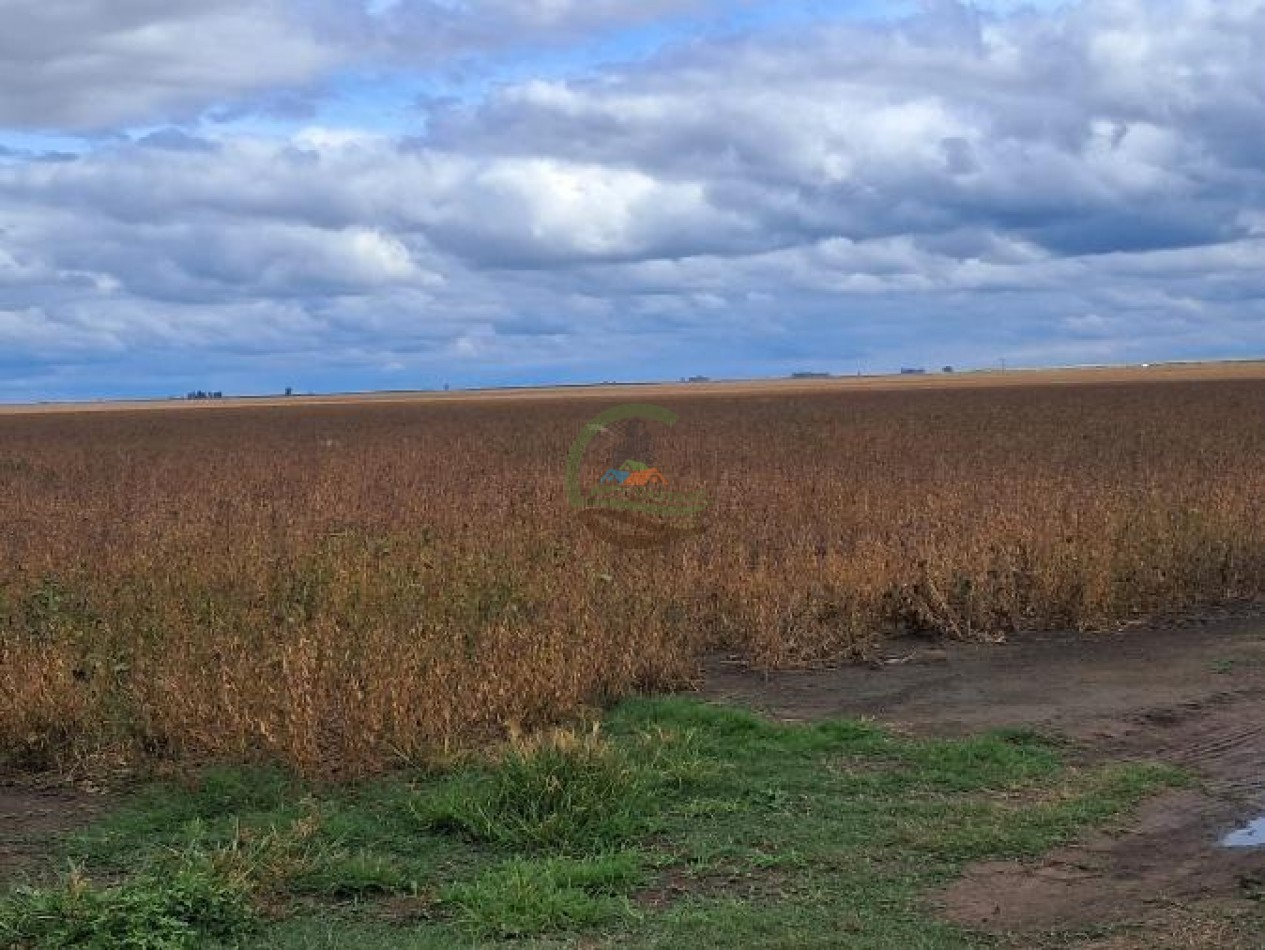 441 Ha Mixto - General Villegas